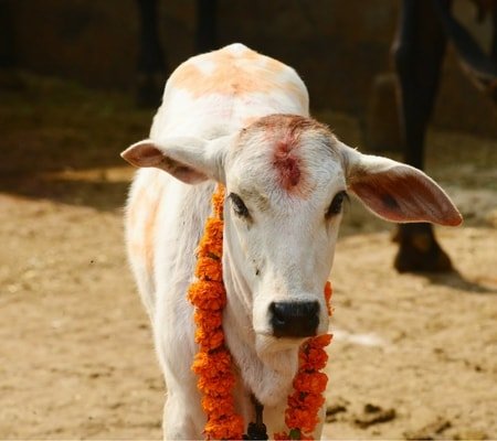 Politics behind New Regulation Of Livestock Markets Act | Youth Ki Awaaz