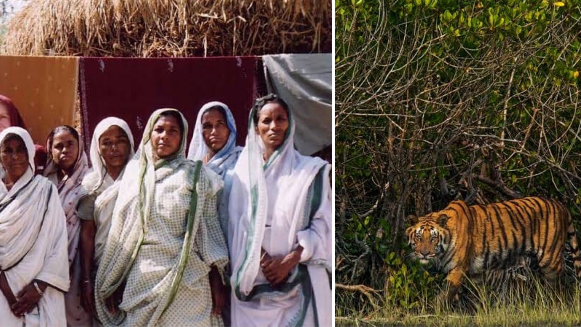 Shunned As ‘Husband Eaters’, Meet The Tiger Widows Of Sundarbans