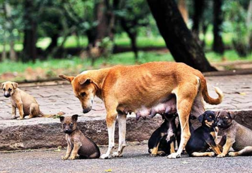 Short Story: If A Stray Dog Could Talk, What Would It Say?